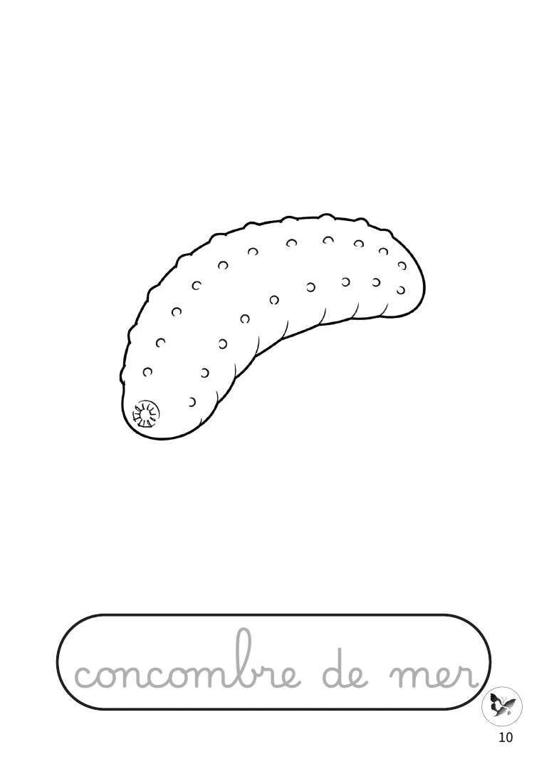 Page à colorier représentant un concombre de mer